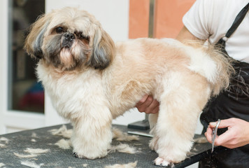 grooming dogs of Shih Tzu breed in professional salon