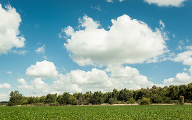 Clouds over the field nature landscape pampa humeda argentina forest tree