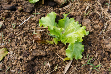 green lettuce plant growing in the vegetable garden
