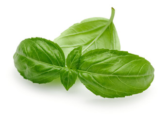 Basil