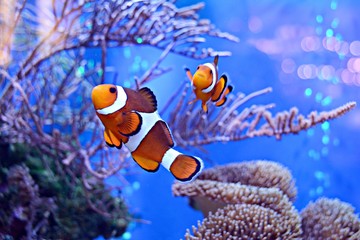 Clownfish, Amphiprioninae, in aquarium tank with reef as background.