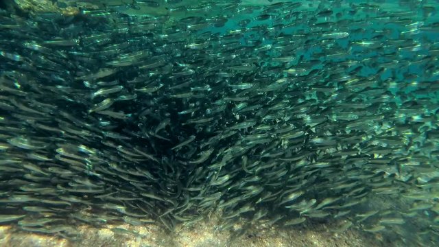  massive school of small fish 
