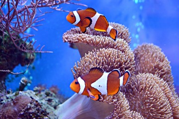 Clownfish, Amphiprioninae, in aquarium tank with reef as background. - obrazy, fototapety, plakaty