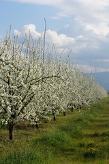 Cherry garden with white beautiful blooming trees