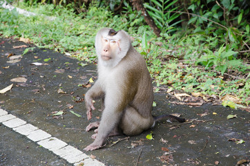 A monkey looking for food