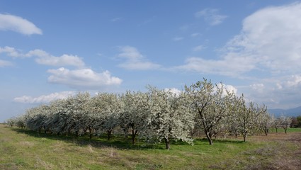 Spring in a cherry garden, many blooming trees 