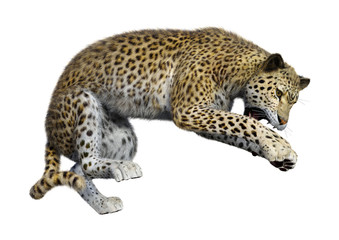 Naklejka premium 3D Rendering Big Cat Leopard on White