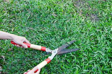 Man Hand holding scissors and cutting green grass in the garden