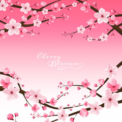 cherry blossom realistic vector, sakura,japan © momo design