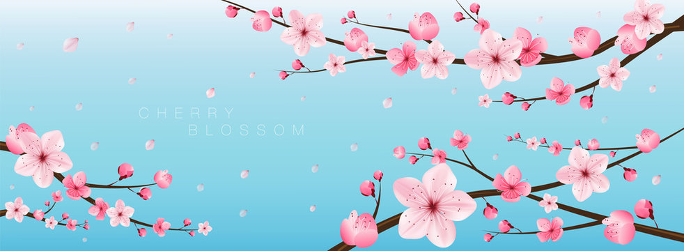 Cherry Blossom Realistic Vector, Sakura,japan