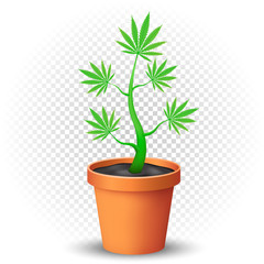 cannabis plant grows in flowerpot