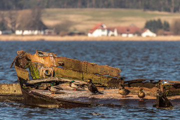 Naklejka premium An old and abandoned shipwreck lies in a bay. Seabirds are sitting on top of him. Concept: travel and vacation