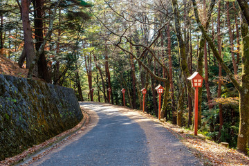 Obraz premium Pine forest corridor with red pole in shrine in autumn garden