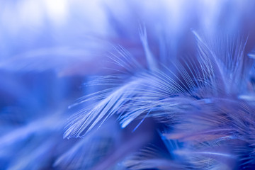 The background of blue feather by close up or macro style with the flare from icture edge.