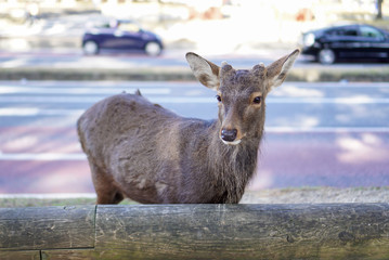 Obraz premium Young brown deer friendly roam on sideway