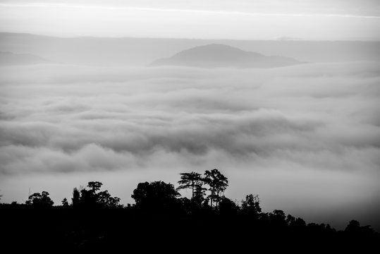 Fog above the forest in minimalist photography