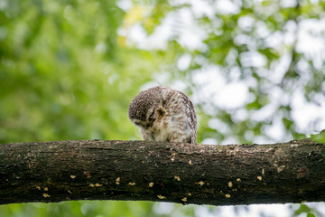 Spotted owl