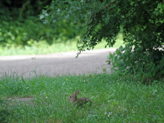 Wild-Kaninchen