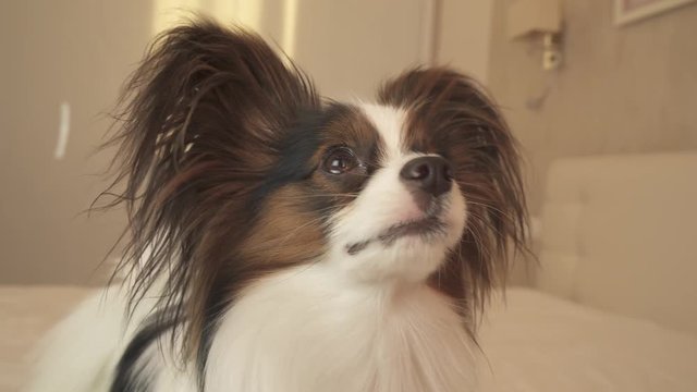 Young dog Papillon Continental Toy Spaniel looks around the sides stock footage video