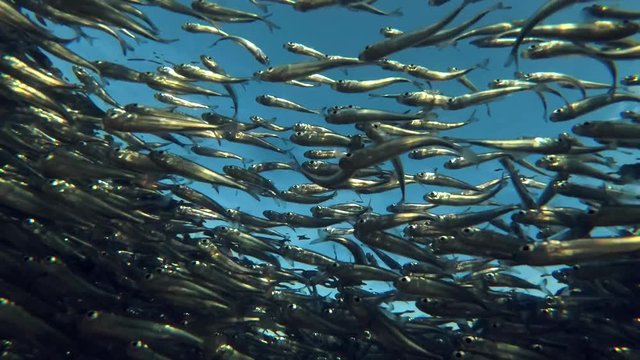 Massive school of fish (Low-angle shot)
