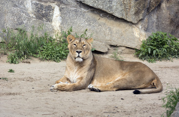 löwin