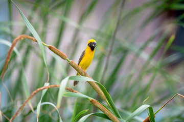 Asian Golden Weaver