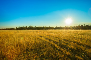 Sunrise - Dawn, Field, Sun, Farm, Sky