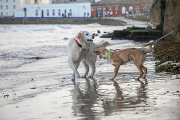 dogs playing on beach