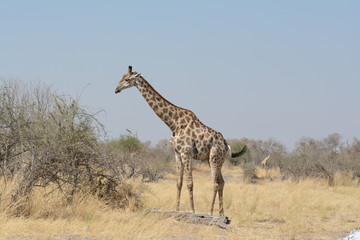 Giraffe in Africa