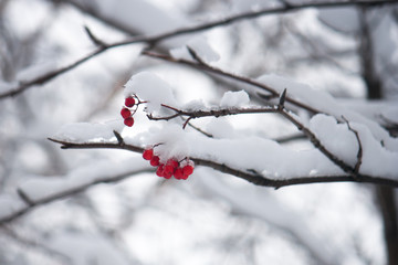 red berry under the snow