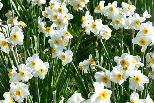Narcisse blanc et jaune au printemps au jardin