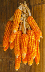 Dried corn cobs hanging.