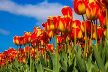 Champ de tulipes en fleurs de printemps. Fond floral de printemps.