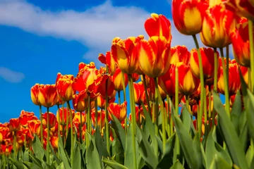 Photo sur Aluminium Tulipe Champ de tulipes en fleurs de printemps. Fond floral de printemps.