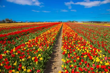 Wall murals Tulip Spring blooming tulip field. Spring floral background.