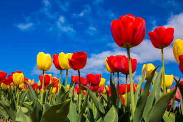 Champ de tulipes en fleurs de printemps. Fond floral de printemps.