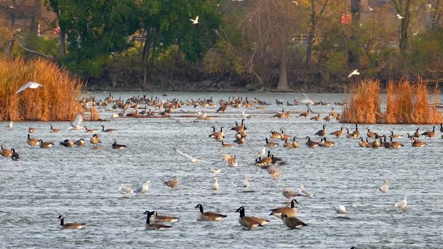 Bird paradise; waters filled with thousands of seagulls and geese in Autumn migration season.
