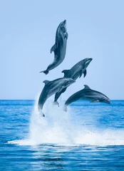 Poster de jardin Dauphin Groupe de dauphins sauteurs, beau paysage marin et ciel bleu