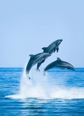 Papier Peint photo Autocollant Dauphin Groupe de dauphins sauteurs, beau paysage marin et ciel bleu