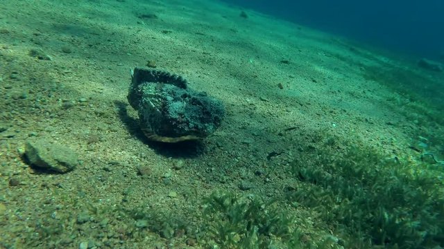 Stonefish swim over the sandy bottom, Red sea, Dahab, Sinai Peninsula, Egypt  
