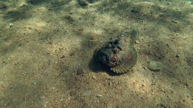 Stonefish swimming over the sandy bottom, Red sea, Dahab, Sinai Peninsula, Egypt  
