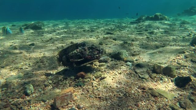 Stonefish (Synanceia verrucosa) swims over the stony bottom, Red sea, Dahab, Sinai Peninsula, Egypt  
