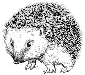 Niedlicher Igel - Vektor-Illustration © Christine Wulf