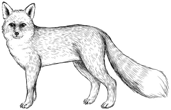 Fuchs - Vektor-Illustration