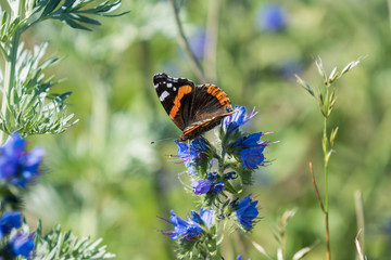 Beautiful orange and brown admiral butterfly sitting on blue flowers