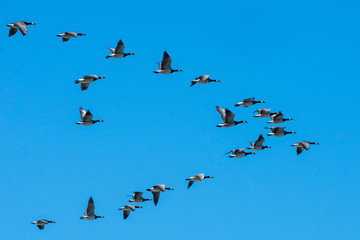 Canadian geese flying south in plow formation