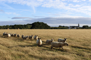 Naklejka premium Mouton Pré Belle ile en mer Bangor 1