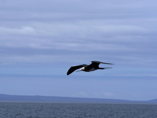 Fototapeta na wymiar Flying Magnificent frigatebird, Fregata magnificens, North Seymour, Galapagos, Ecuador