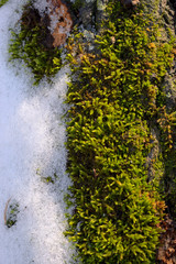 Moss and snow on tree