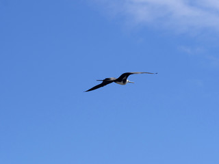 Flying Magnificent frigatebird, Fregata magnificens, North Seymour, Galapagos, Ecuador